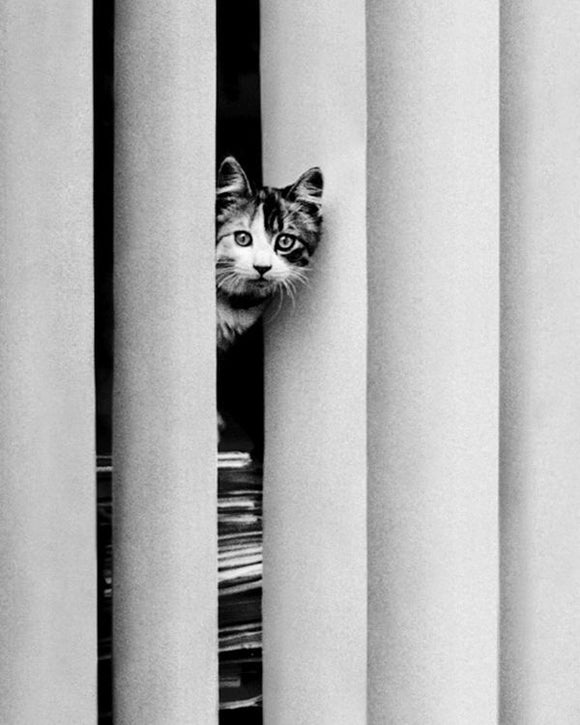 Chat Curieux Curious Cat by Edward Golbin