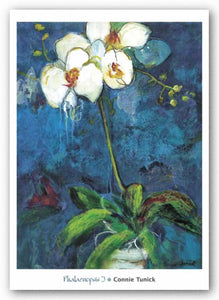 Phalaenopsis I by Connie Tunick