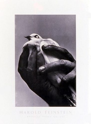 Bird In Hand, 1957 by Harold Feinstein