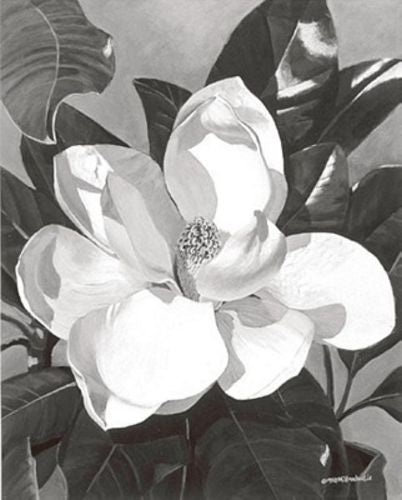 White Magnolia by Marianne Hornbuckle