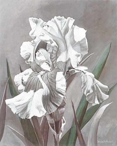 White Iris by Marianne Hornbuckle