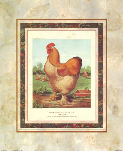 Buff Cochin Cock by J.W. Ludlow (Cassell's Poultry Book)