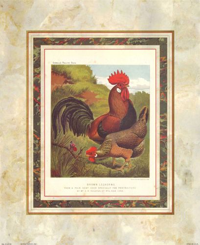 Brown Leghorns by J.W. Ludlow (Cassell's Poultry Book)