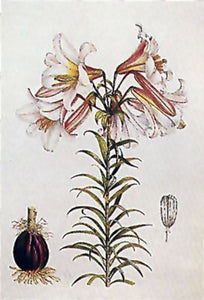 Lilium Regale by Lilian Snelling