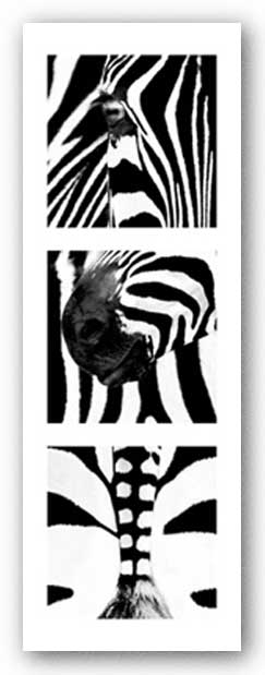 Zebras by Rocco Sette