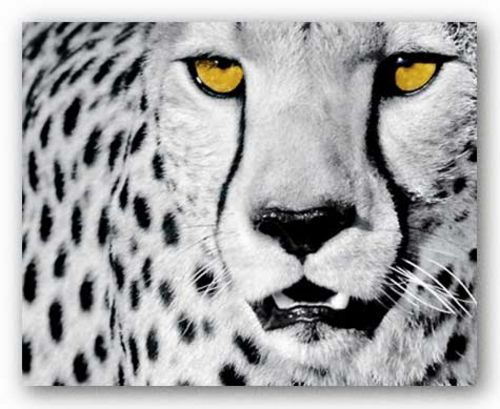 White Cheetah by Rocco Sette
