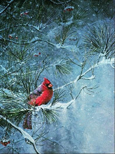 Winter Friend Cardinal by Scott Zoellick