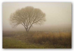 Tree in Field by David Lorenz Winston