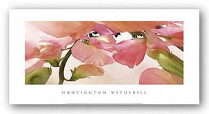 Sweet Peas #1 by Huntington Witherill
