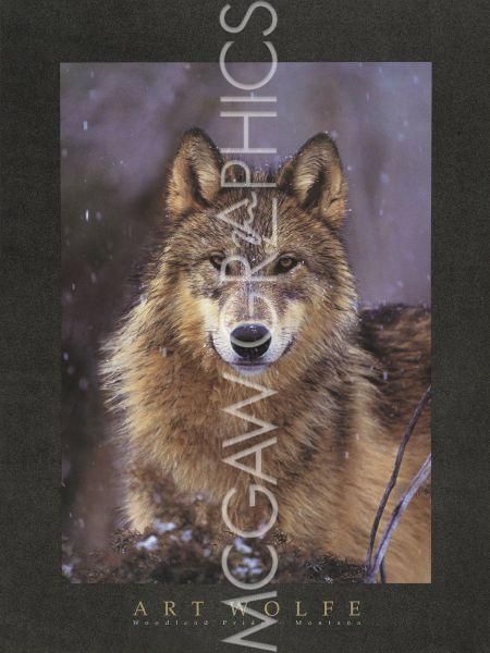 Woodland Pride, Montana (Wolf) by Art Wolfe