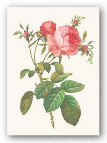 Rosa Centrifolia Foliacea by Pierre Redoute