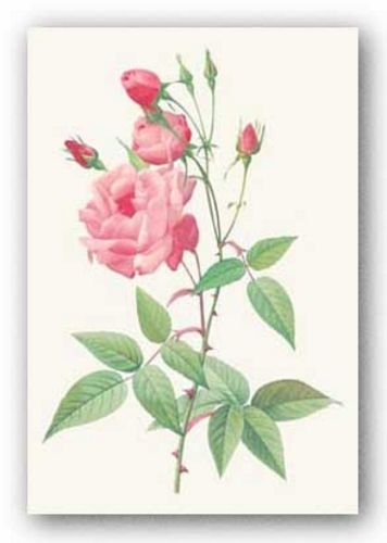 Rosa Indica Vulgaris by Pierre Redoute