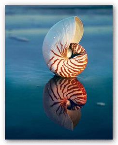 Tiger Nautilus by Ruth Burke