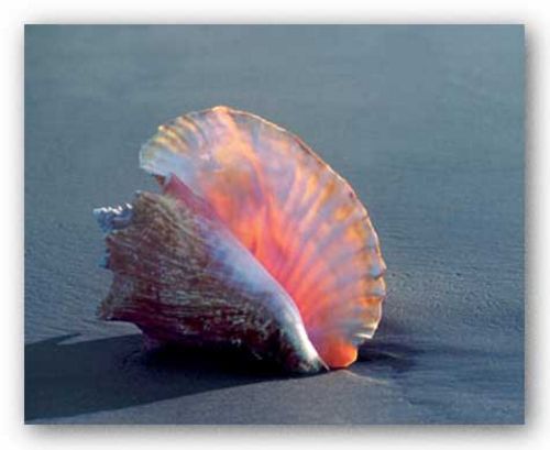 Conch by Ruth Burke