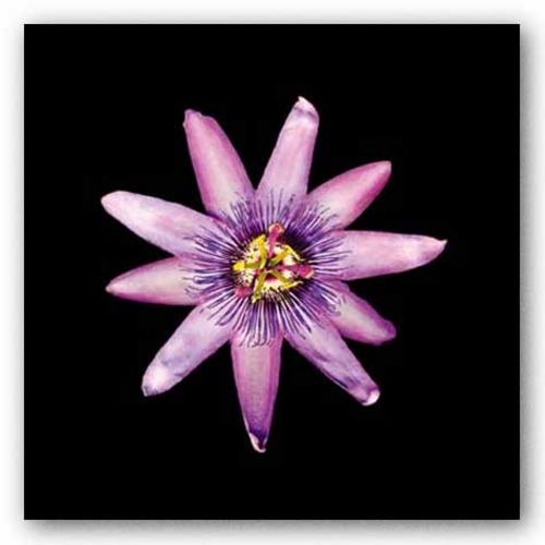 Passion Flower by joSon