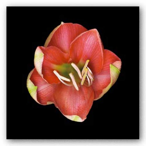 Coral Tulip by joSon