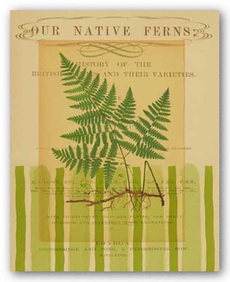 Native Fern I by Studio Voltaire