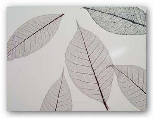 Sheer Leaves I by Art Photo