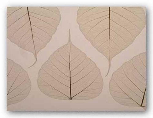 Sheer Leaves II by Art Photo