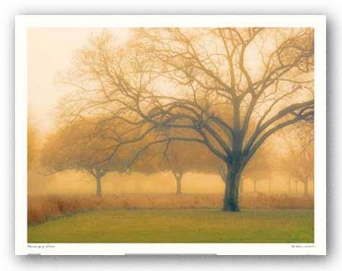 Memory of Trees by M. Ellen Cocose