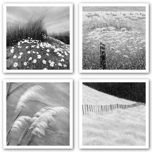 Fence And Field-Grasses In The Sky-Fence Posts-Sand Daisies Set by Chip Forelli