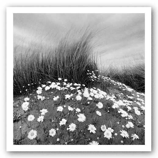 Sand Daisies by Chip Forelli