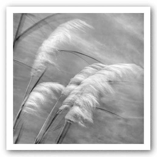 Grasses In The Sky by Chip Forelli