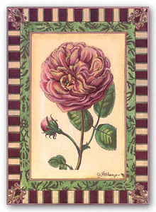 Renaissance Rose II by Jennifer Goldberger