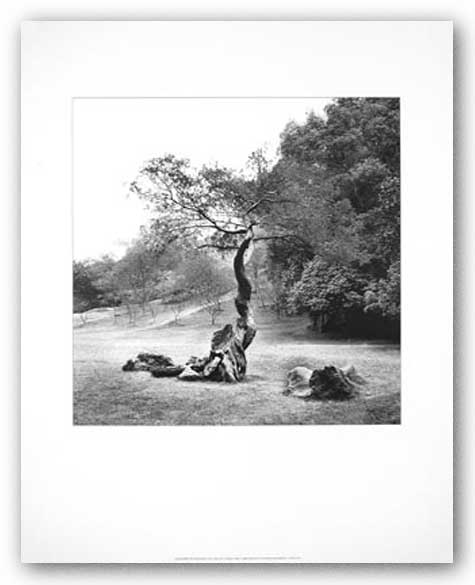 Lonely Tree by Harold Silverman