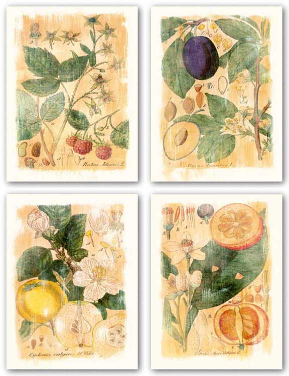Citrus Aurantium-Rubus Jdaeus-Prunus Domestica-Cydonia Vulgaris Set by Thea Schrack