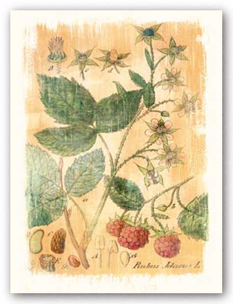 Rubus Jdaeus by Thea Schrack