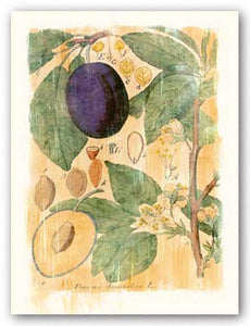 Prunus Domestica by Thea Schrack