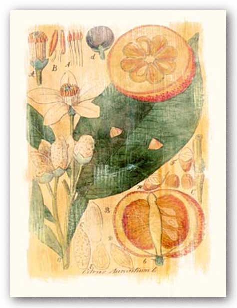 Citrus Aurantium by Thea Schrack
