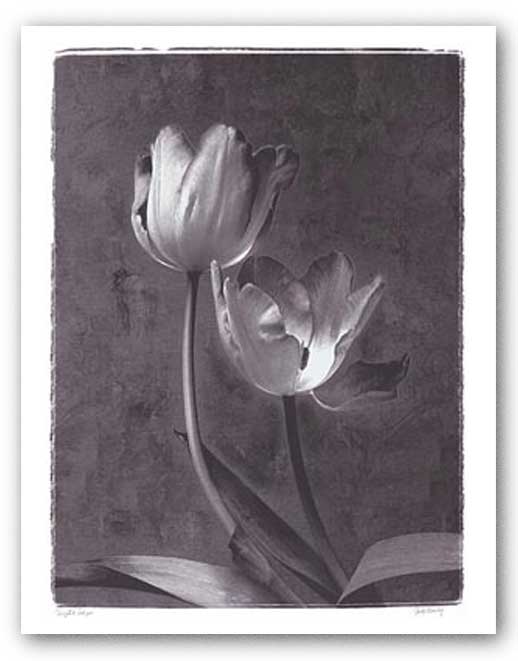 Varigated Tulips by Judy Mandolf