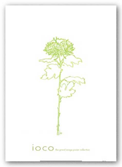 A Chrysanthemum II by Filippo Ioco