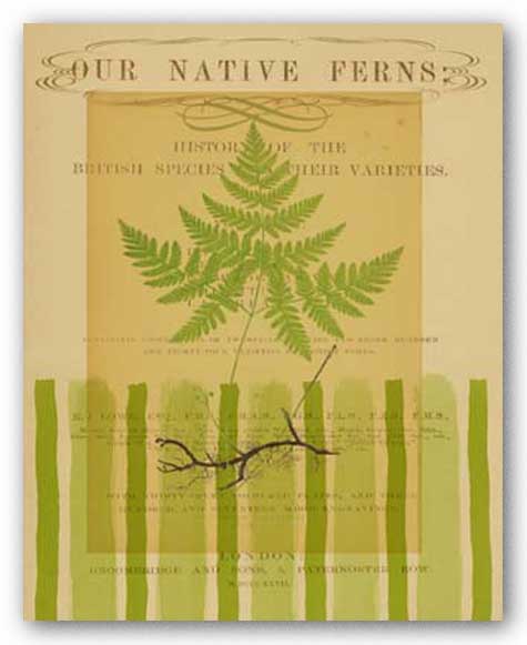 Native Fern II by Studio Voltaire