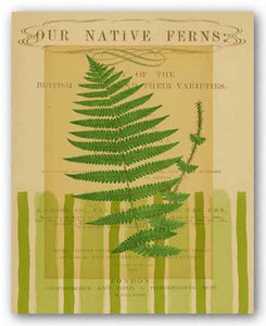 Native Fern IV by Studio Voltaire