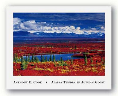 Alaska Tundra In Autumn Glory by Anthony Cook