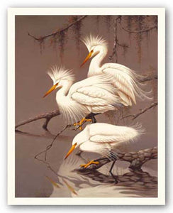 Snowy Egrets by Robertson