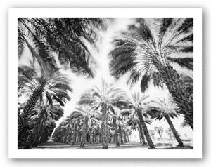 Spinning Palms by Chip Forelli