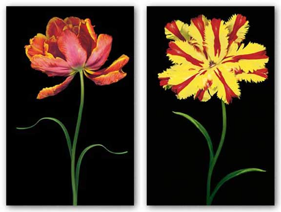 Tulipa: Tulip Fantasy Set by joSon