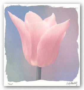 Tulip by Judy Mandolf