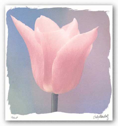 Tulip by Judy Mandolf