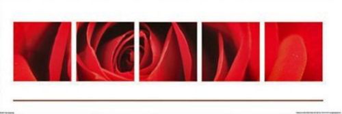 Red Rose - Burgeoning (Polyptych)