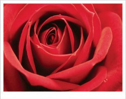 Red Rose - Full Bloom