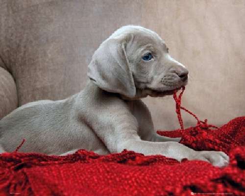 Puppy Red Blanket