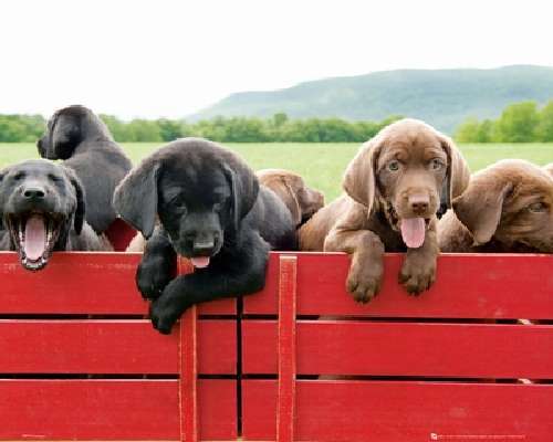 Puppies Red Wagon