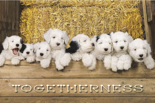 Togetherness - Puppies