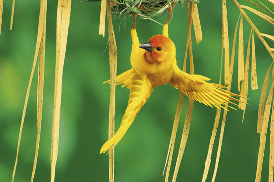 Yellow Bird