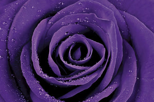 Purple Rose